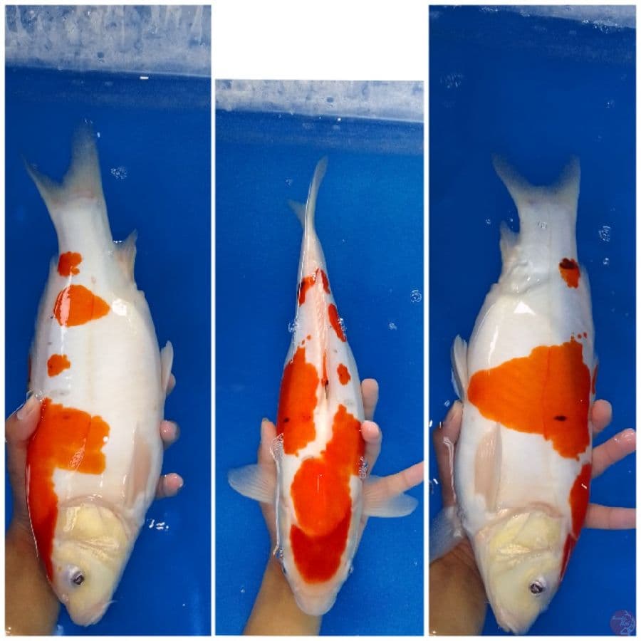 Sanke doit murni 37 cm