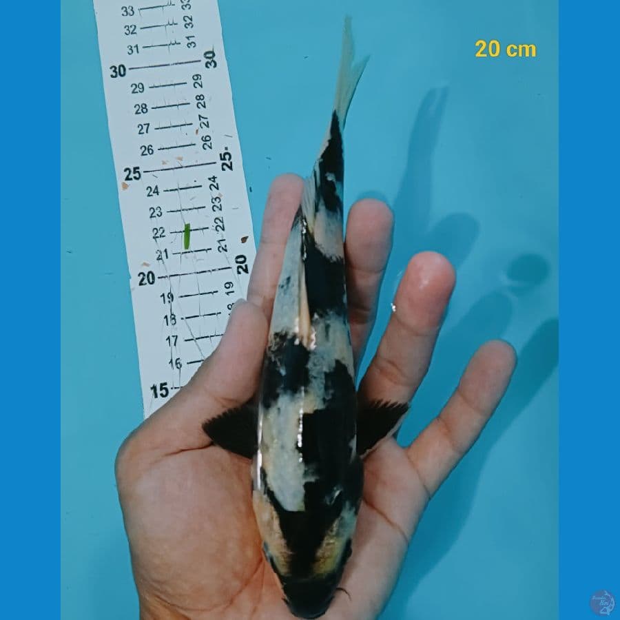 shiro 20 cm