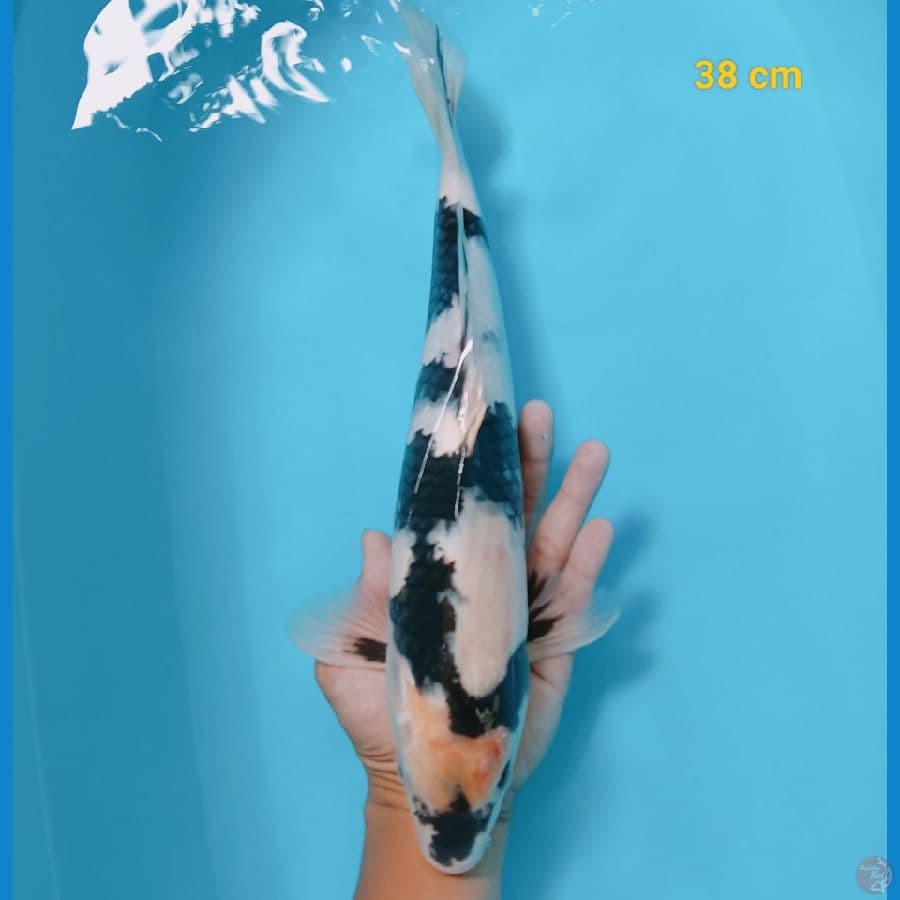 SQ shiro 38 cm