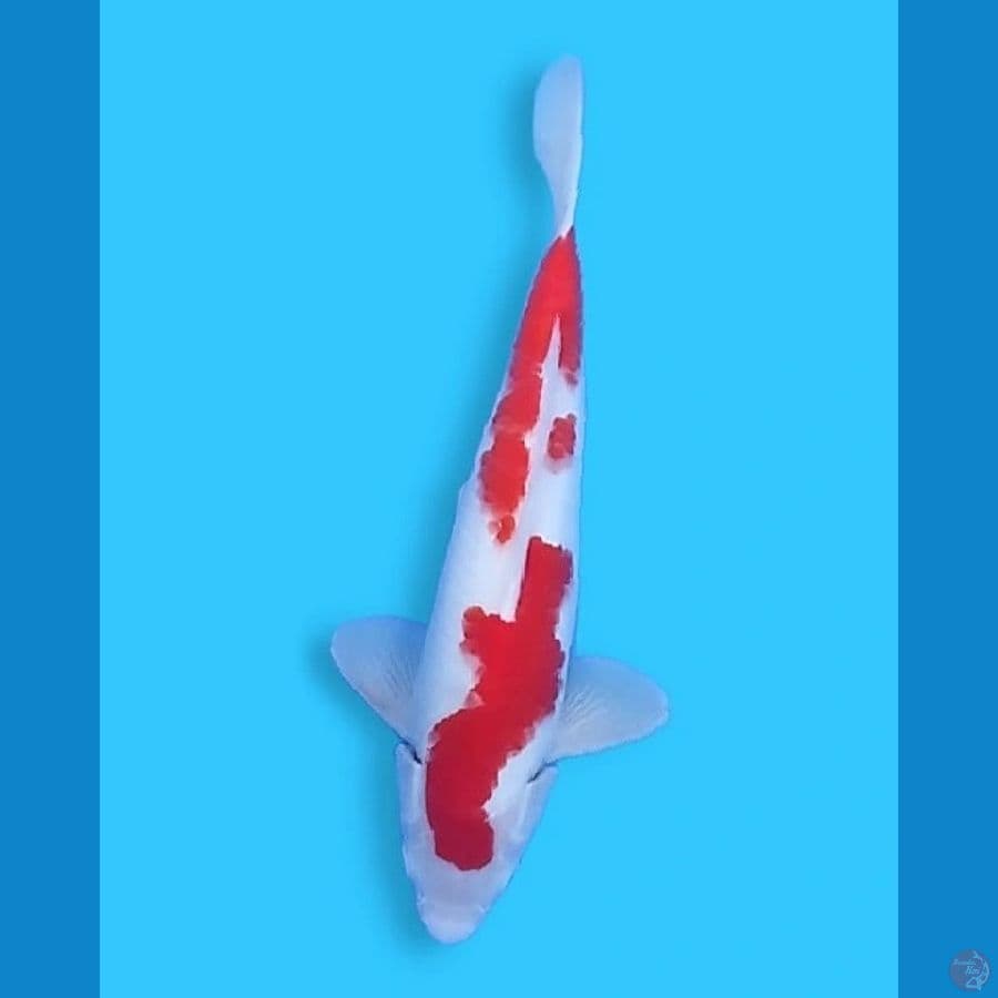 Inazuma Kohaku 30CM Male
