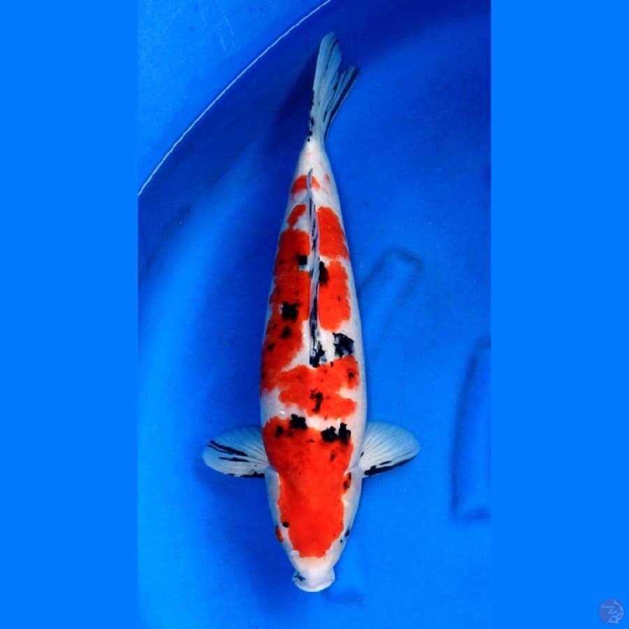JUMBO SANKE 50CM MALE