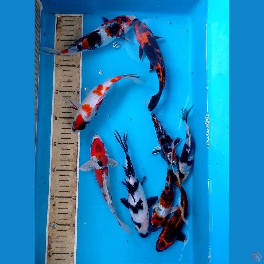 mix 13-20 cm