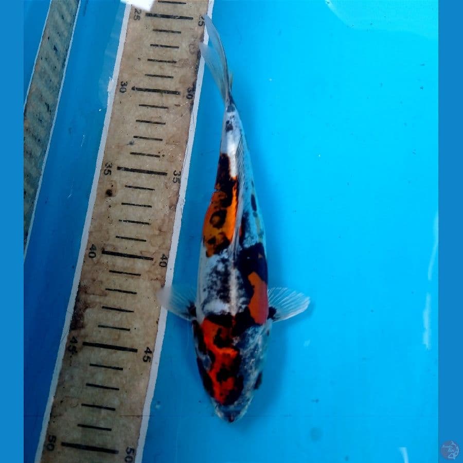 kiko 20 cm