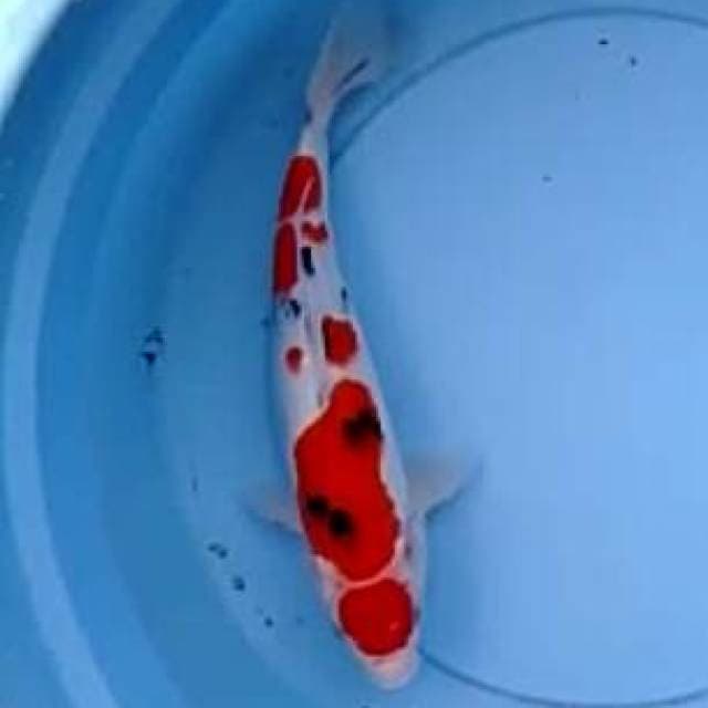 Doitsu kohaku.size30bu