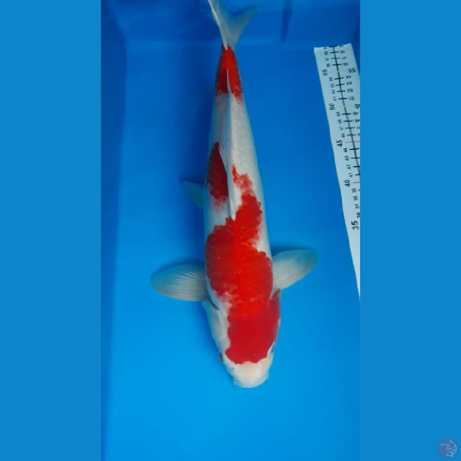 kohaku M 40