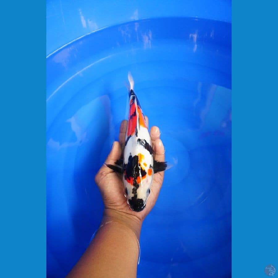 Showa Doitsu 28Cm