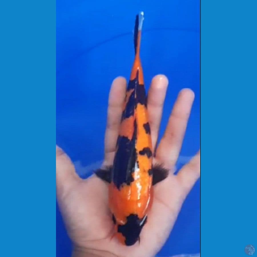 SHOWA HQ 19cm