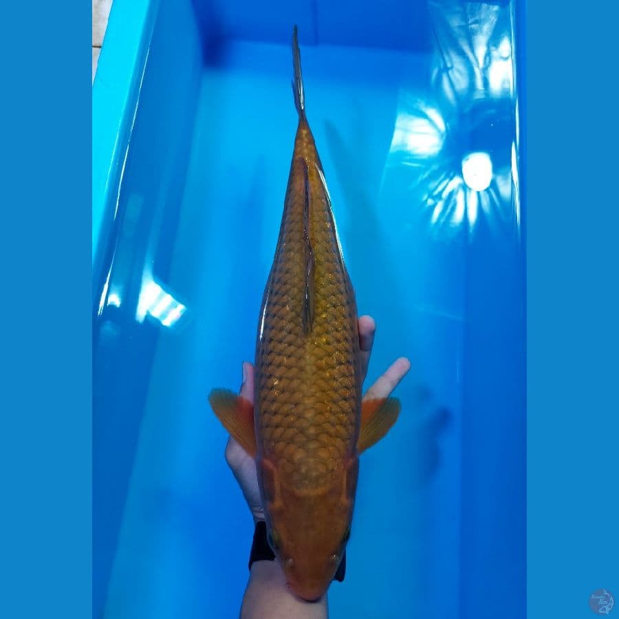 chagoi 45 cm