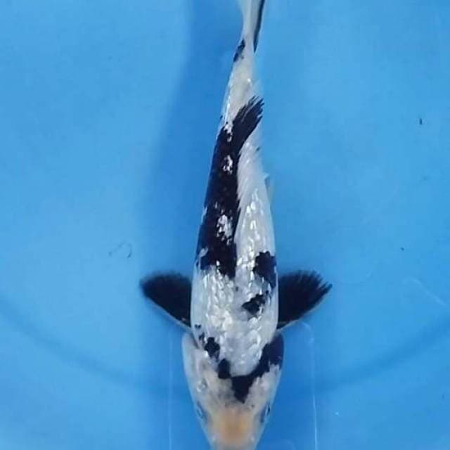 Shiro.24cm..bakal calon jumbo