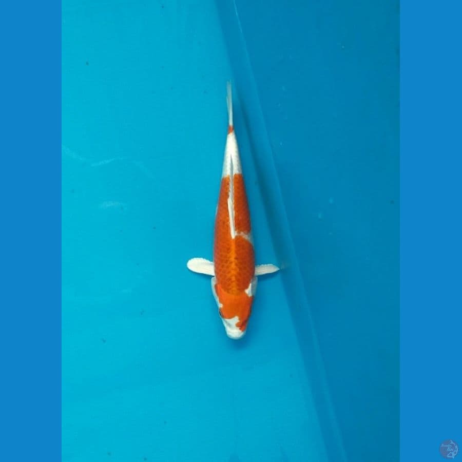 hikarimoyomono 25cm
