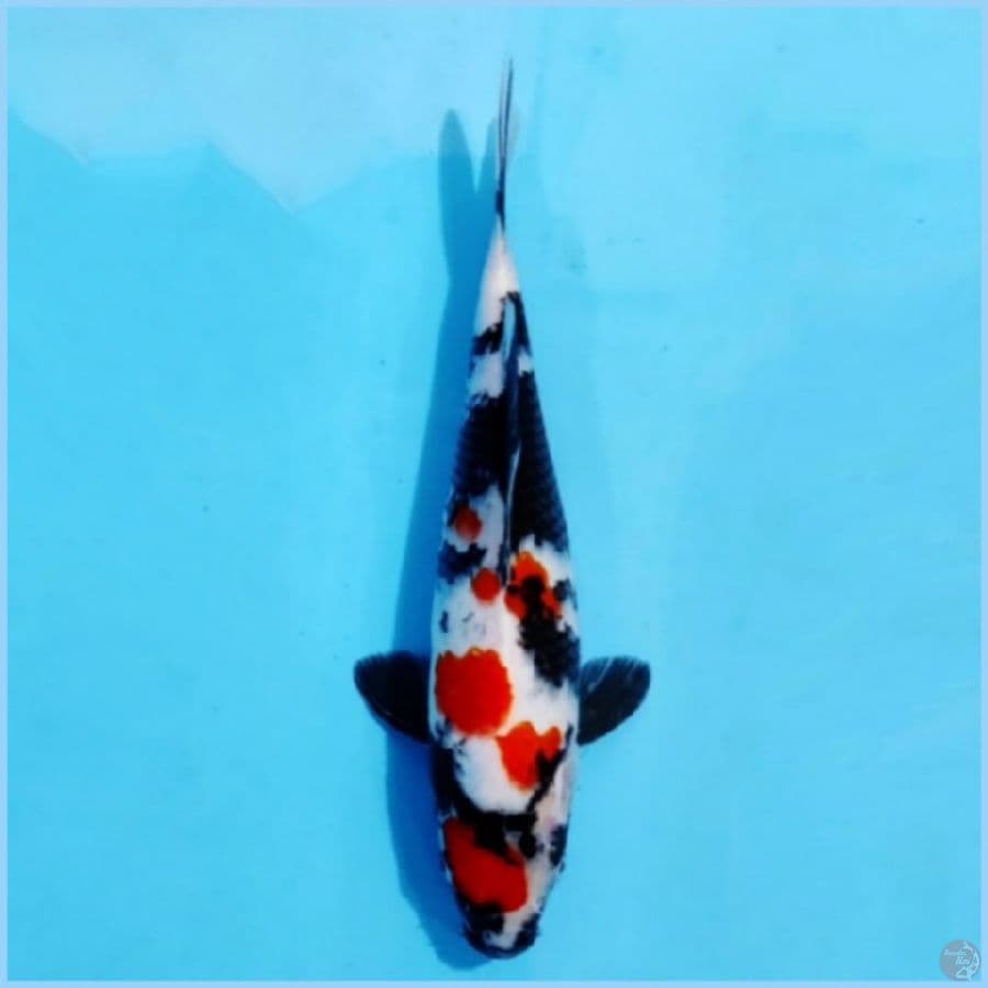 ١ kindai showa 25cm