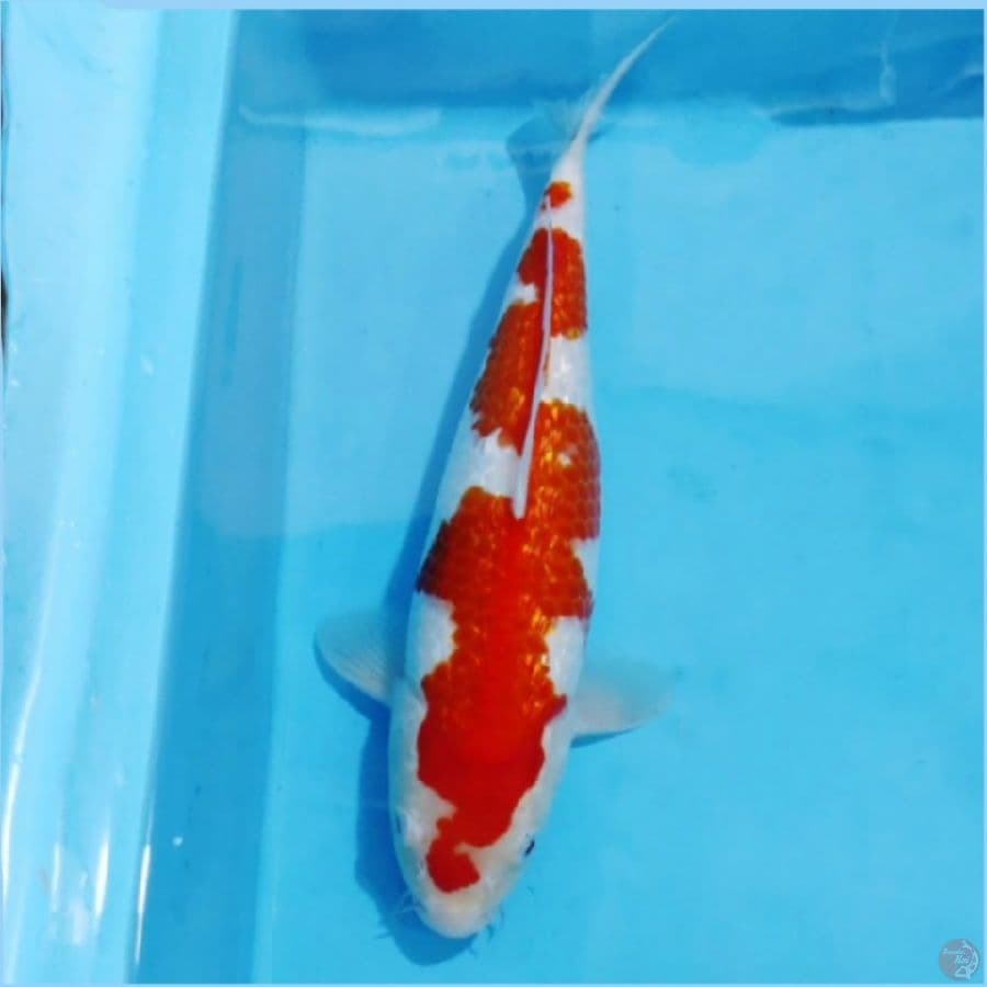 ٢ Ginrin kohaku body bagus 30cm fm