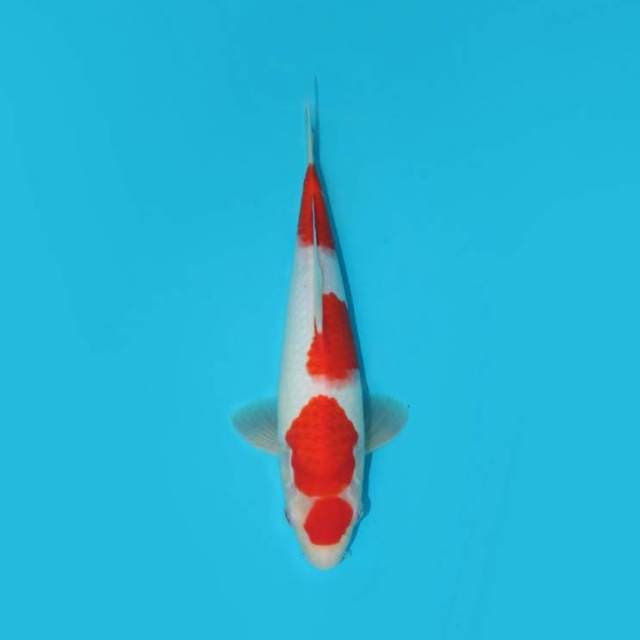 30 CM - MARUTEN STRONG BONE