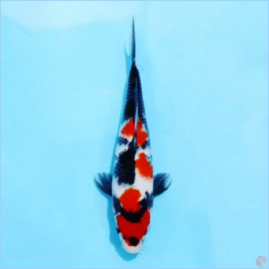 ٥ maruten kindai showa original 23cm fm