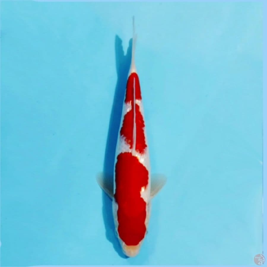 ٦ Ginrin kohaku red blood 25cm m