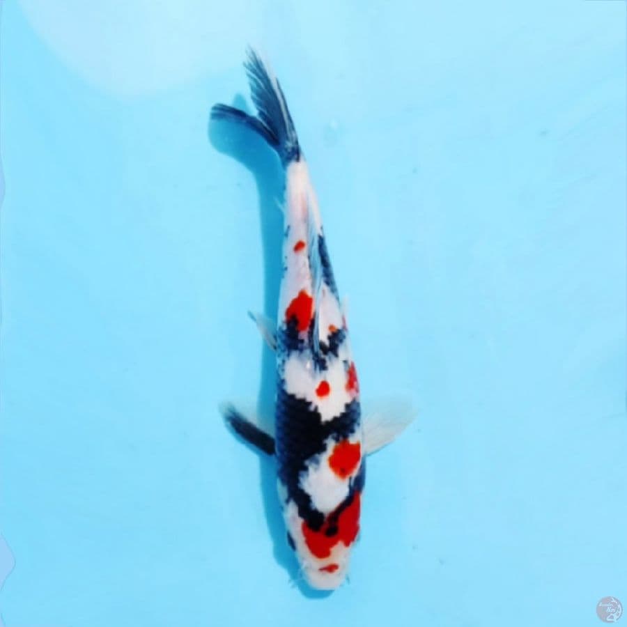 ٧ kindai showa berpunuk 29cm m