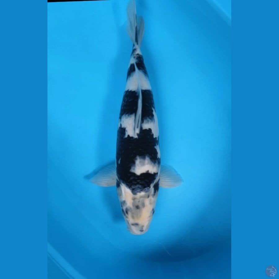 SHIRO 42CM