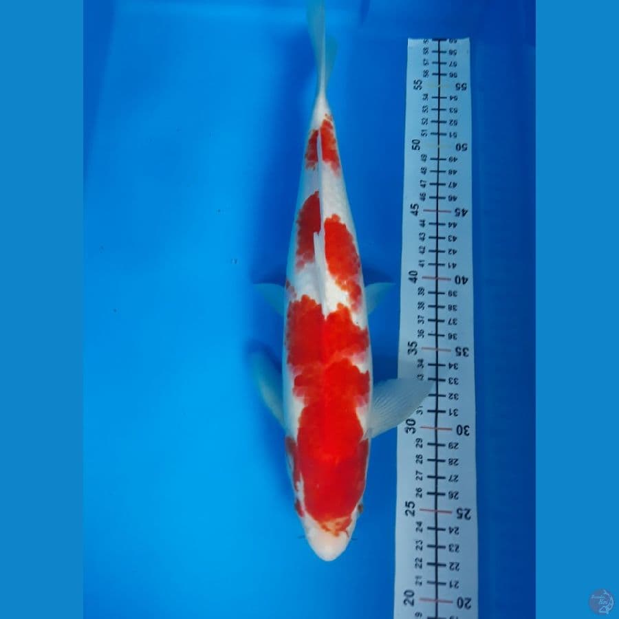 kohaku M 34