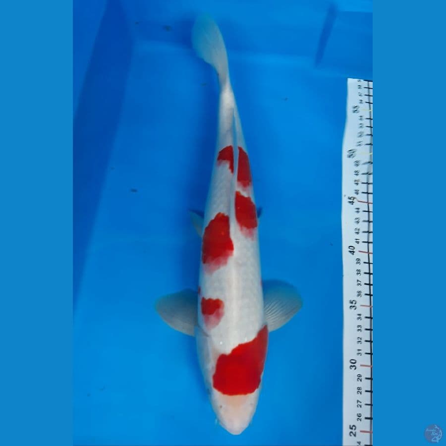 kohaku M 36
