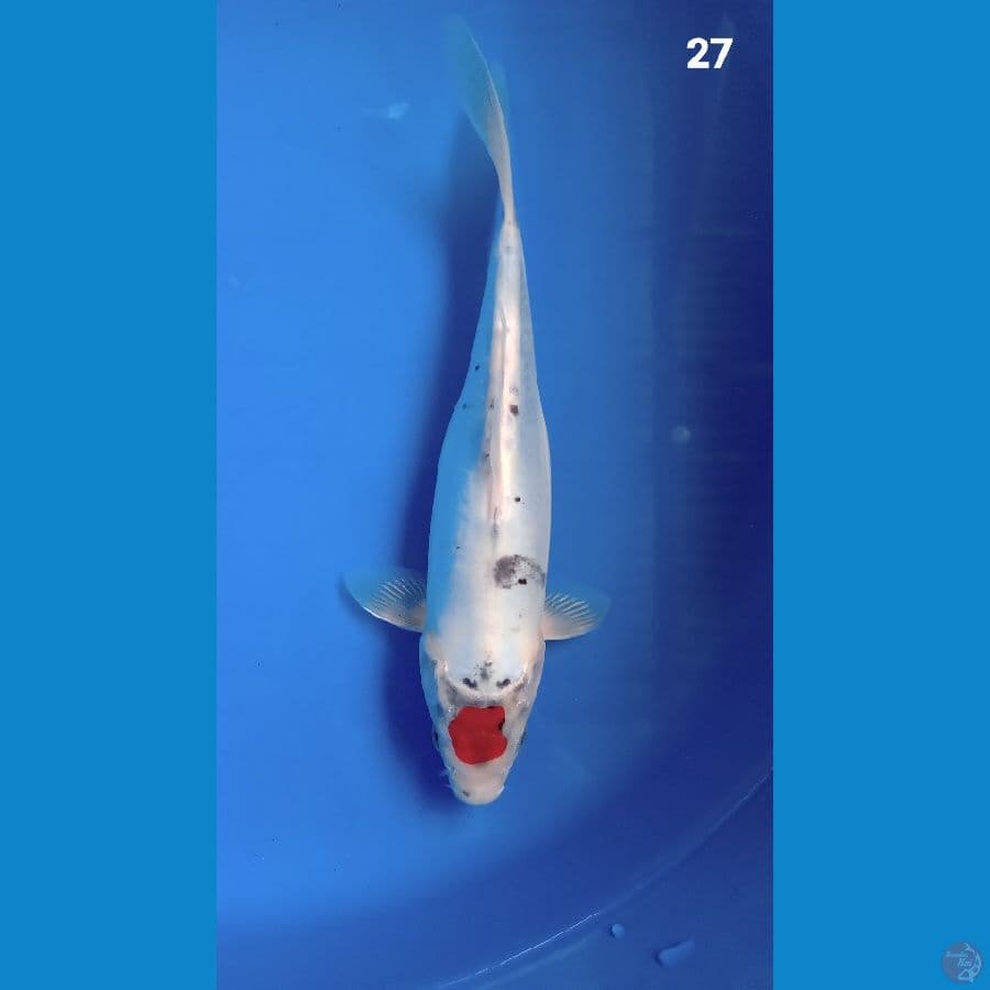 tancho kiko 27cm