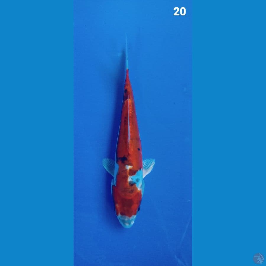 kiko 20cm
