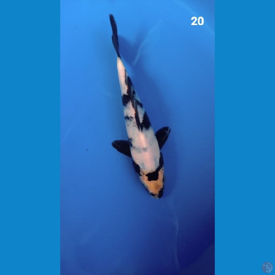 shiro 20cm