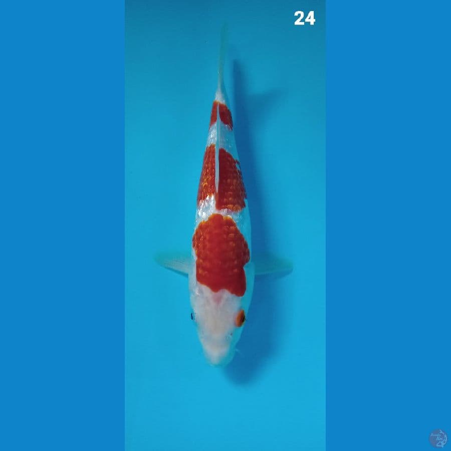 kohaku ginrin 24cm