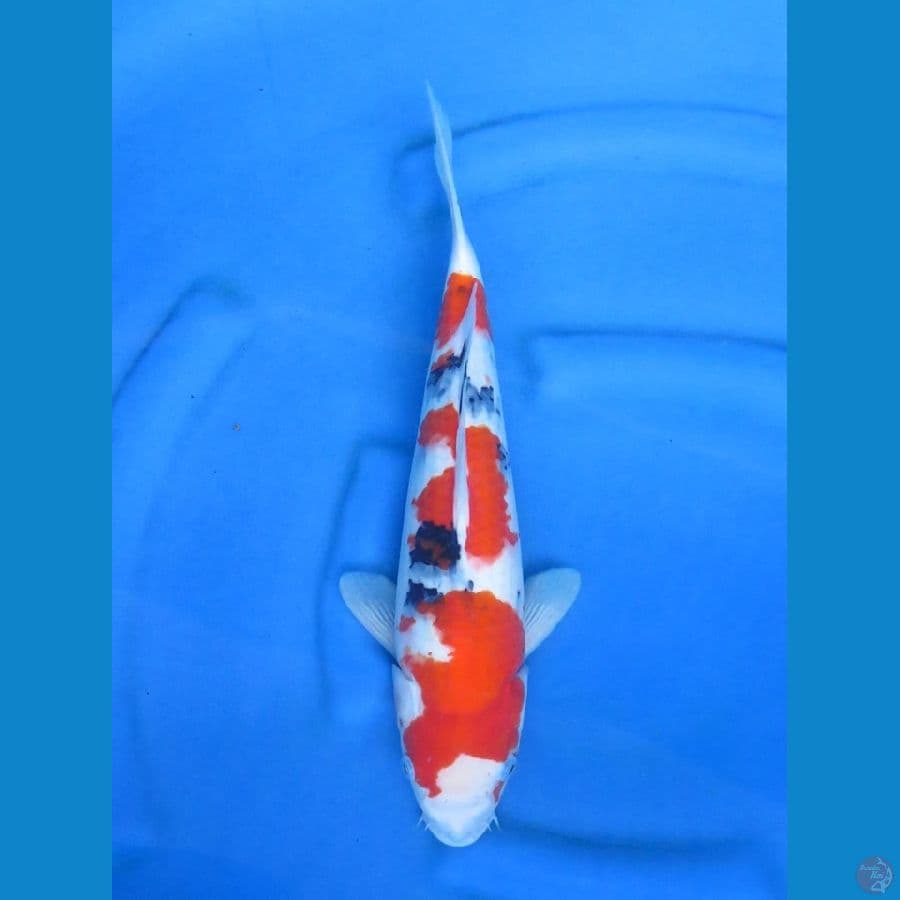 39cm - Sanke male