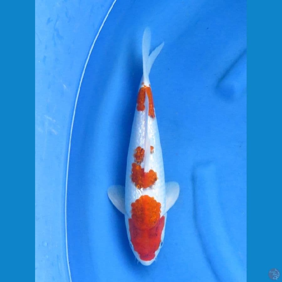 36cm - koromo ginrin