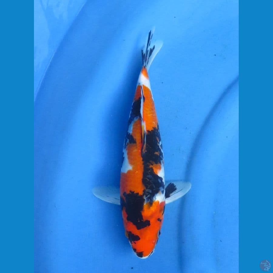 32cm - Showa