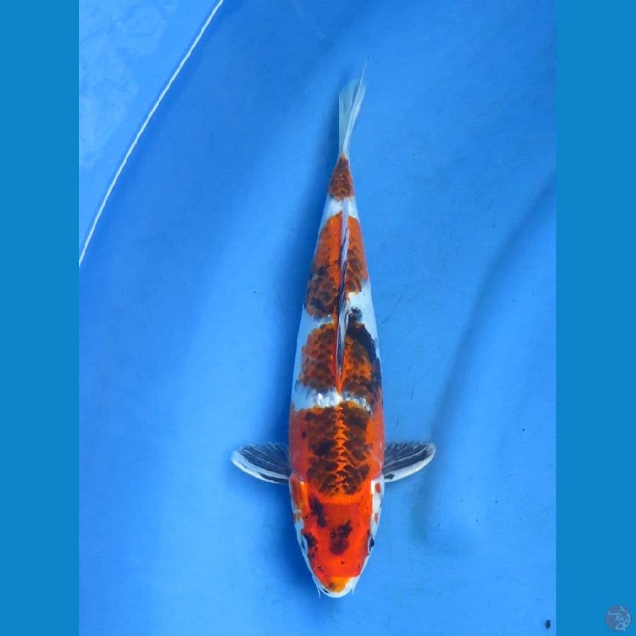 33cm - Kage Showa