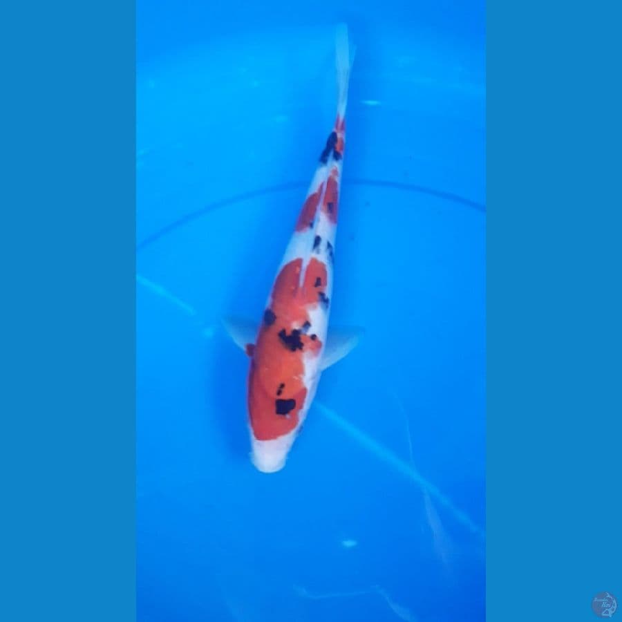 sanke 26cm