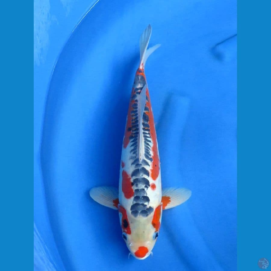 40 cm ,Shusui Strong