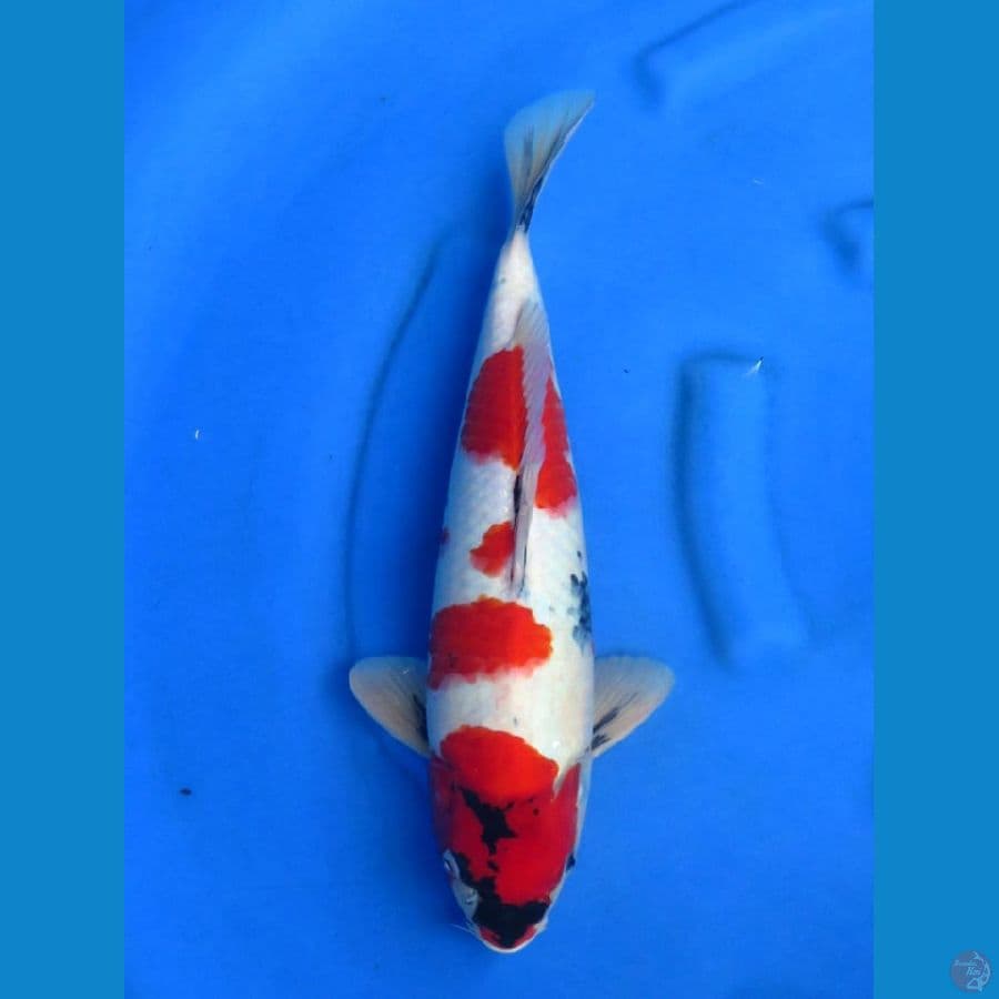 36cm , Red Showa Kindai