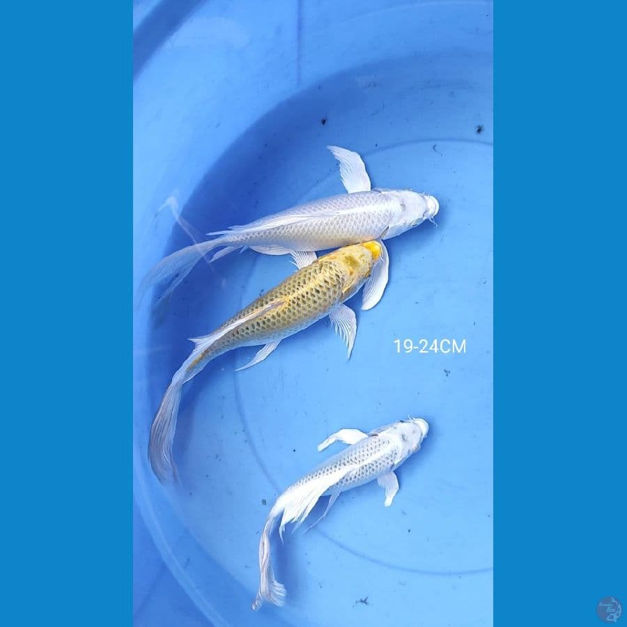 Kumpay Ogon 19-24CM 3 ekor