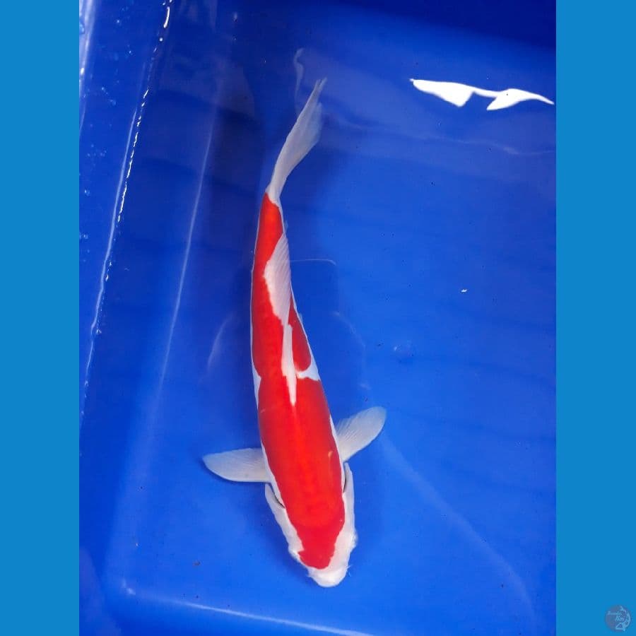 DOITSU KOHAKU murni 25cm / MALE