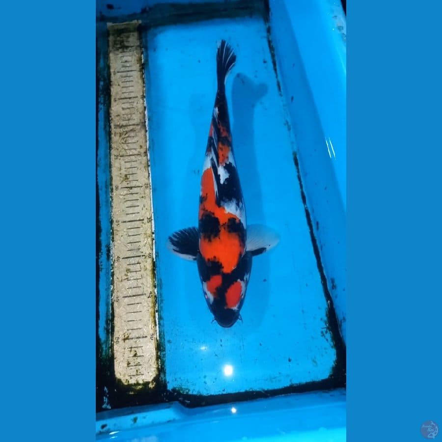 Showa 35cm male