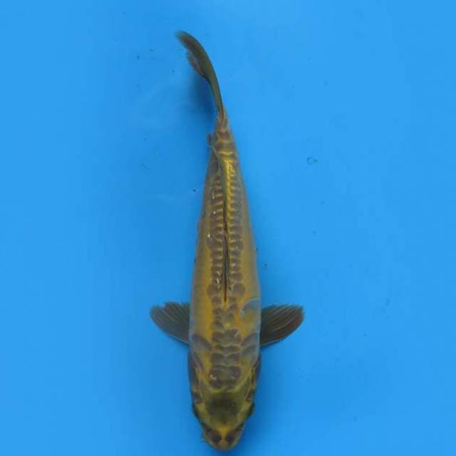 Kawarimono 35 cm