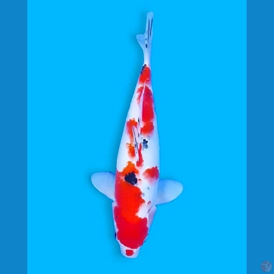 Taisho Sanke 30BU Female
