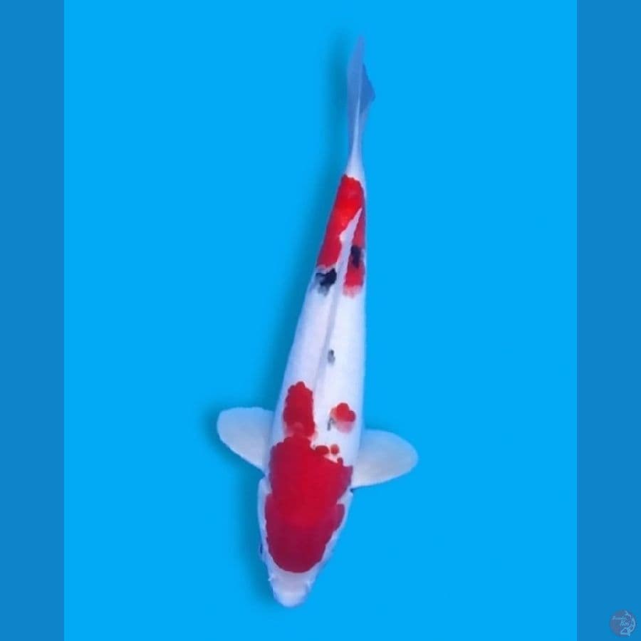 Sankis 30CM Male