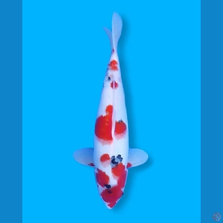 Sankis 32CM Female