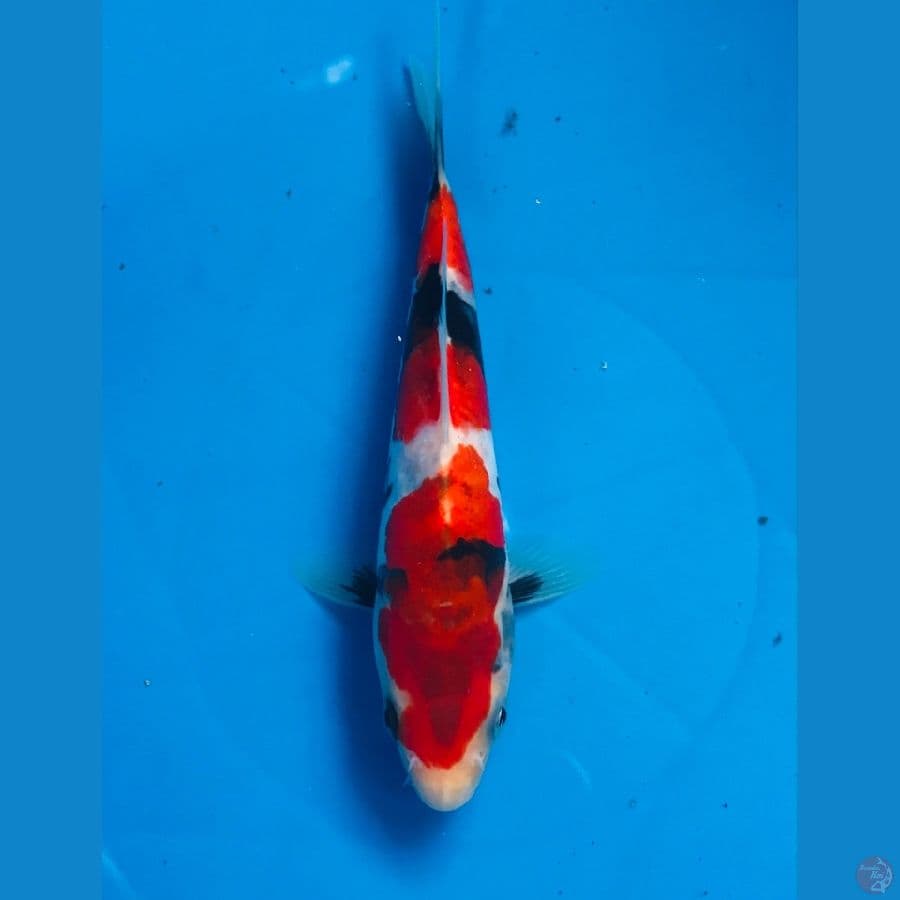 showa doitsu 15cm