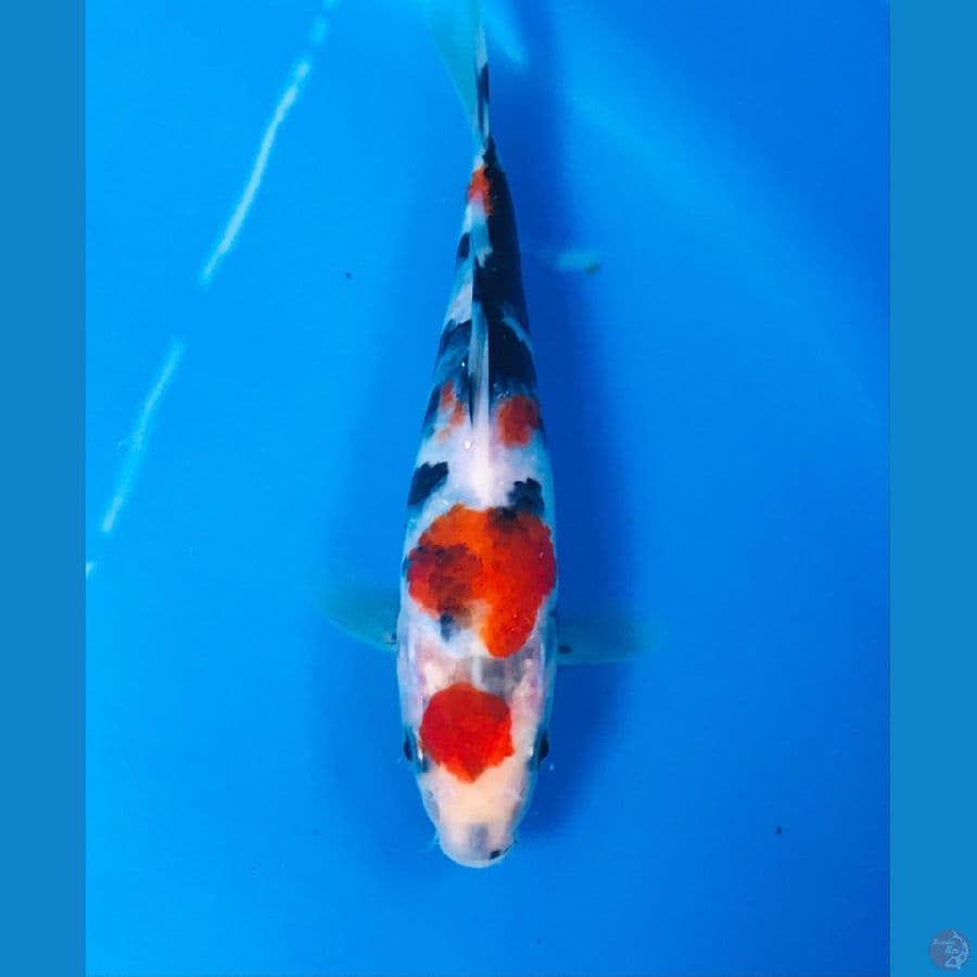 maruten showa 18cm