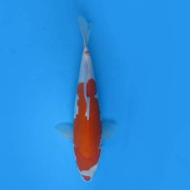 Kohaku 32 cm