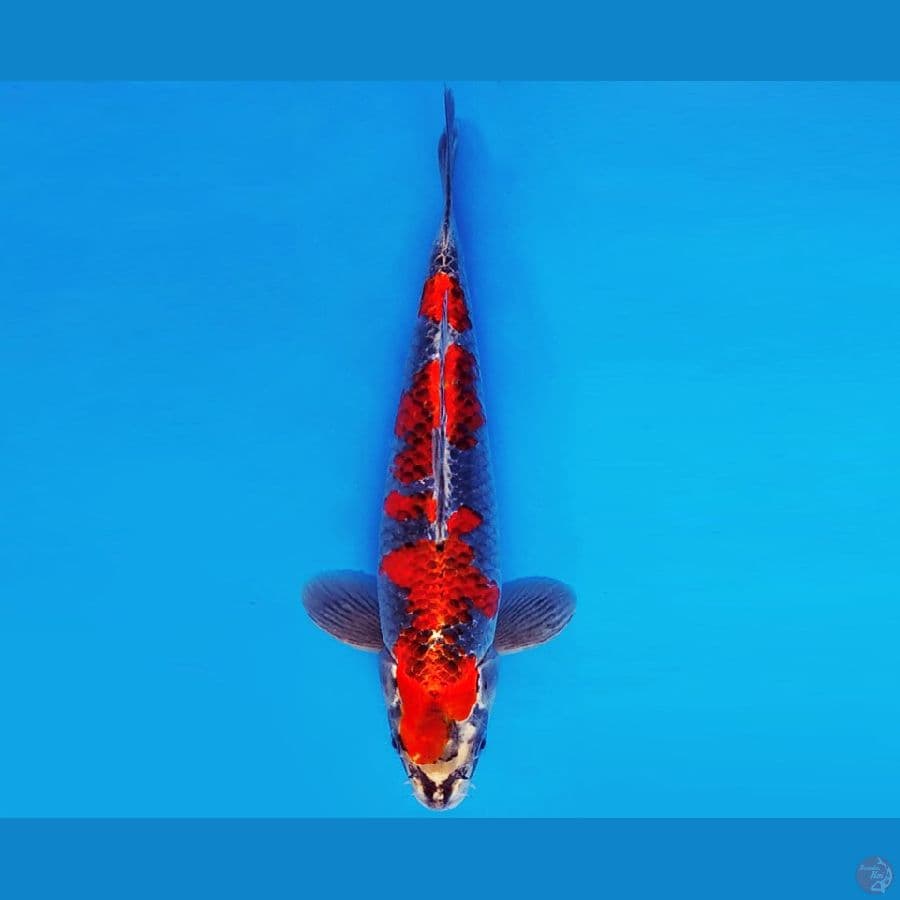 KIRARA 4 - BENI GINGA 33 cm/male ®