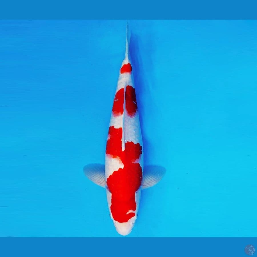 KIRARA 7 - KOHAKU 36 cm/male ®