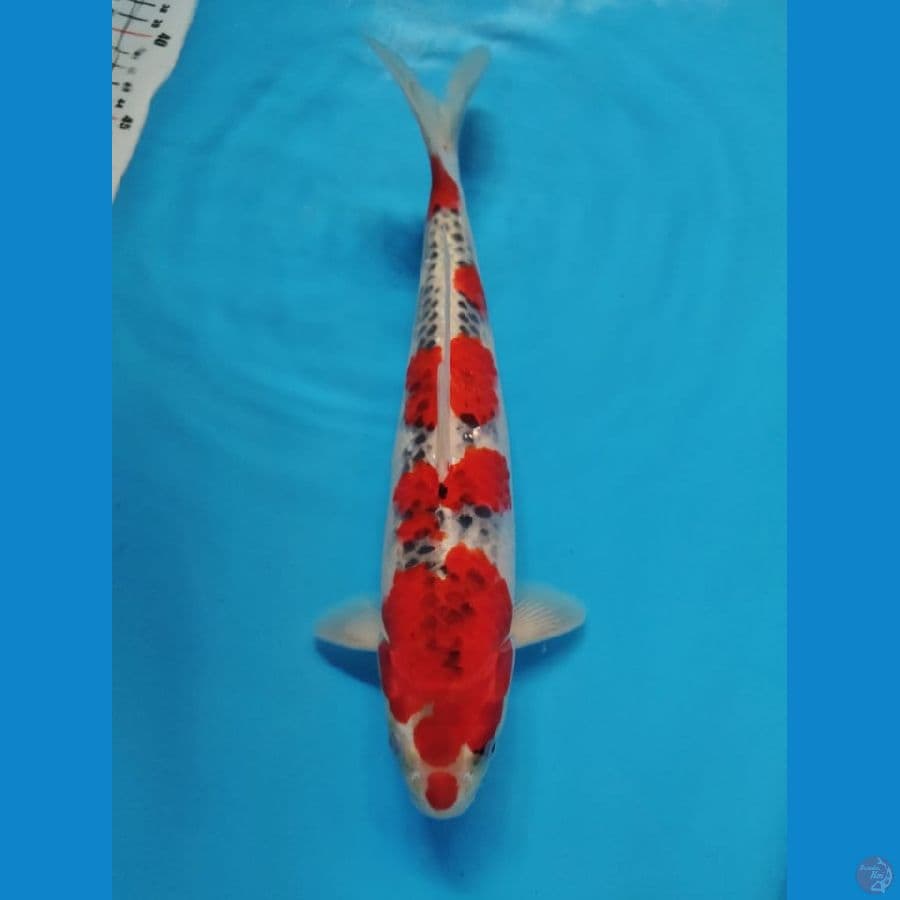 gosiki male 34cm