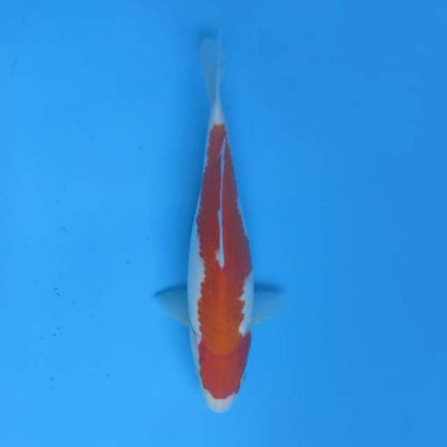 Kohaku omoyo 22 cm