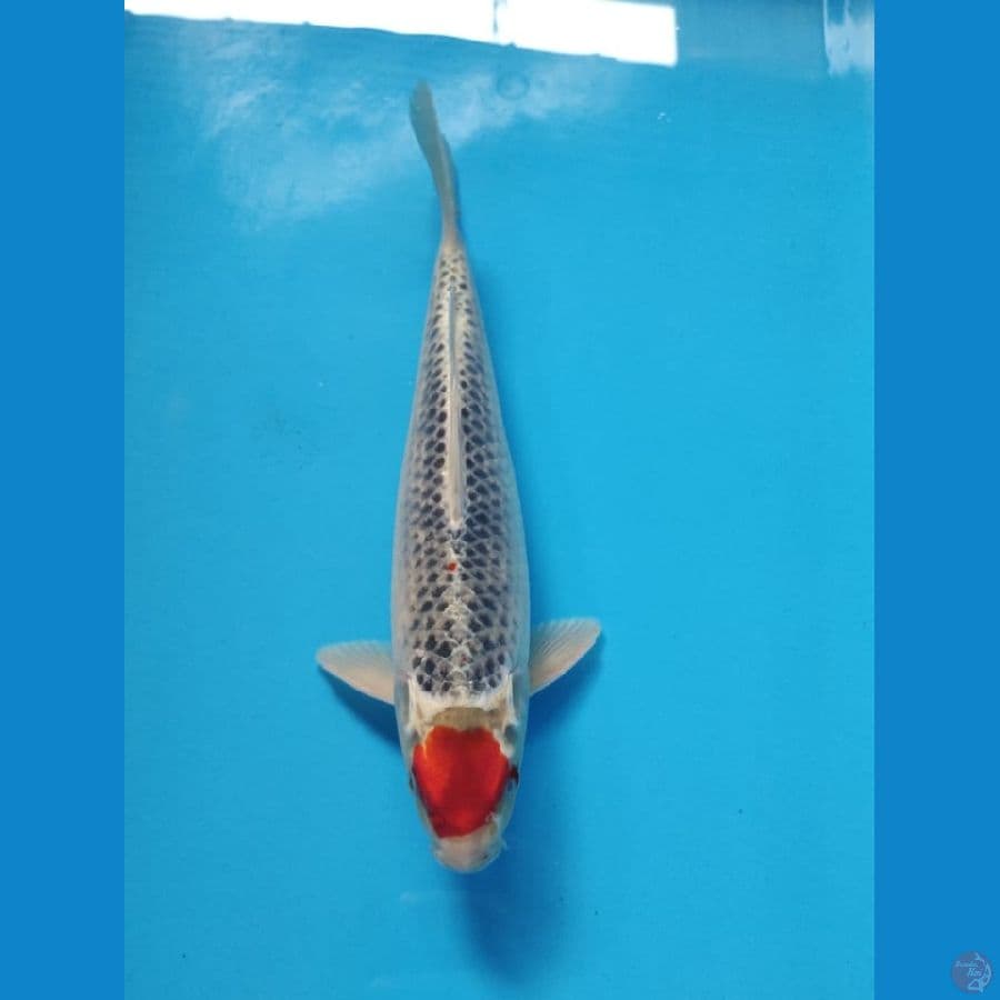 tanco goshiki male 30cm