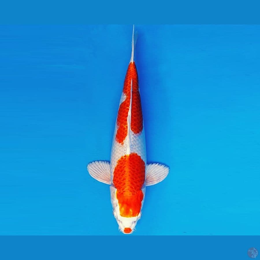 KIRARA 15 - HIKARIMONO 32 cm/fm ®